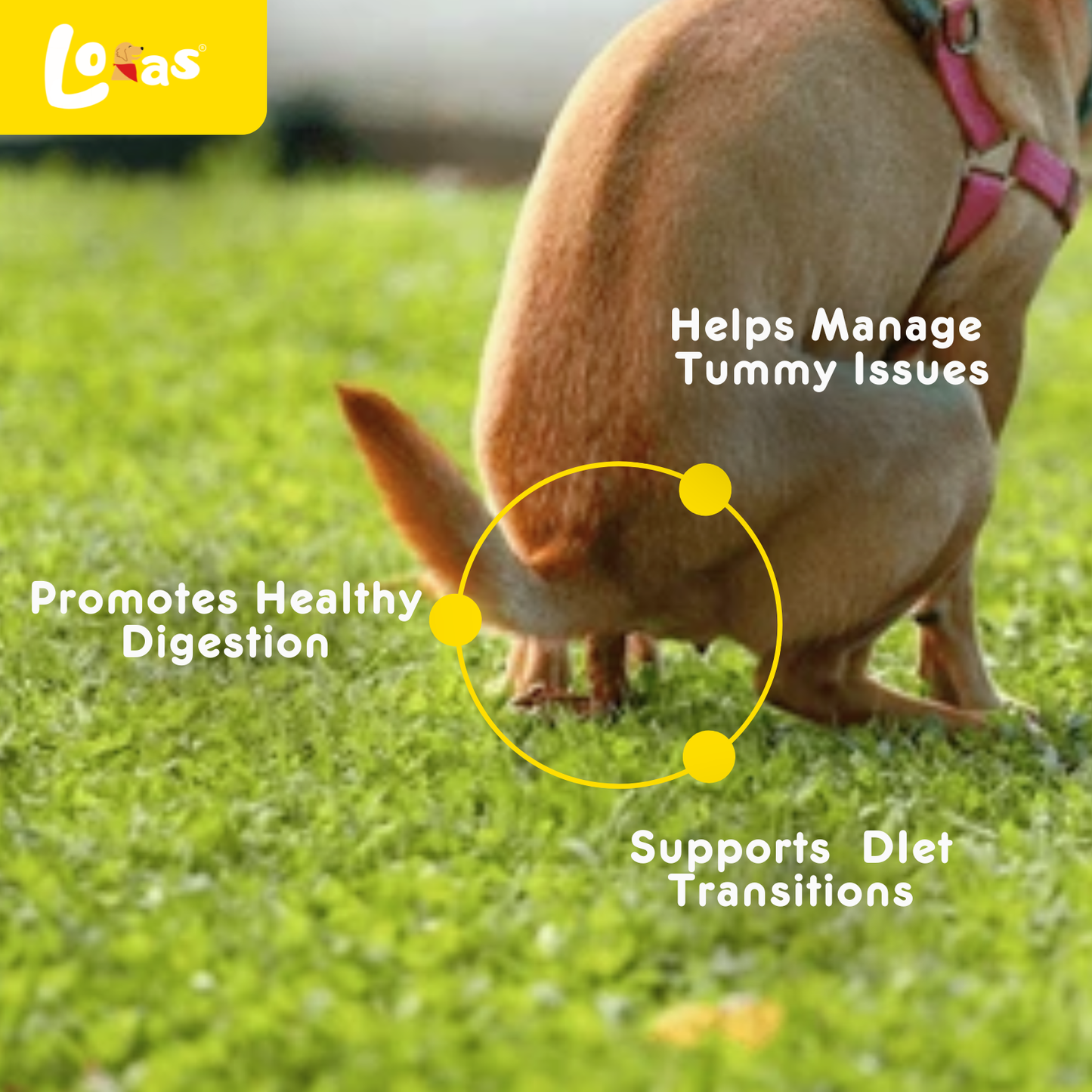 LORAS Pawbiotics Dog Probiotic Supplement | Spore-Forming, Heat & Acid Resistant Strains | 1 Box (Starter Trial)