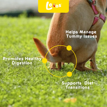 Loras Pawbiotics Dog Probiotic Supplement | 4 Boxes (Family Pack)
